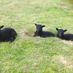 Molehill Lodge